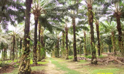 Greenpeace vs Sime Darby: A Palm Oil Sustainability Debate